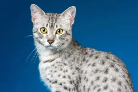 想买埃及猫？教你几招轻松辨别纯种与杂交