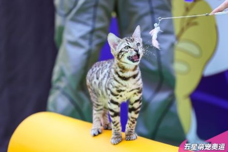 埃及猫的传说：它和古埃及的神明有什么关系？