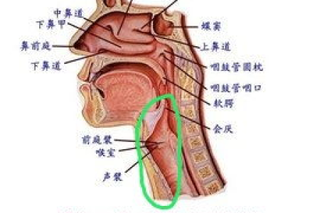 全家同时咽喉肿痛，是呼吸内科问题吗？
