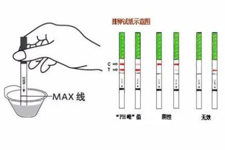 妇科测排卵试纸怎么看？快速掌握排卵试纸解读技巧