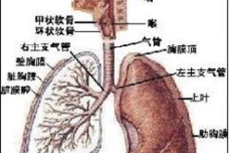 呼吸内科治疗支气管炎，三天见效的实用方法