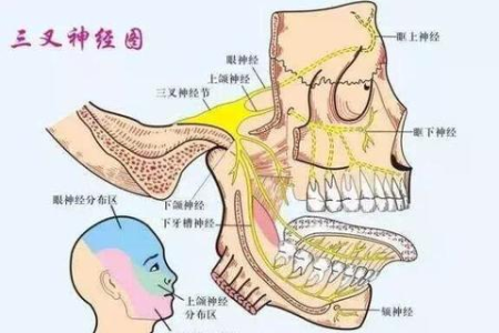 三叉神经痛的位置和症状：神经内科权威解答