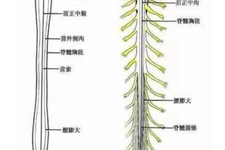 如何识别强直性脊柱炎早期症状？免疫科来支招