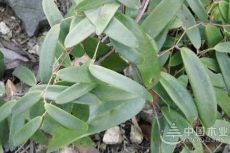 土茯苓的功效与作用是什么？有哪些禁忌需要了解？