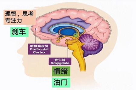 先天脑发育不良能治好吗？中医养生法有用吗？