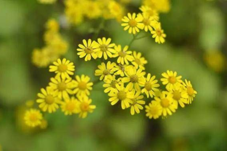 野菊花泡水喝：功效作用及中医养生价值详解