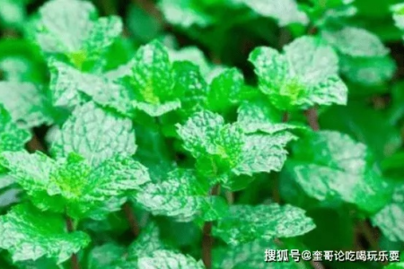 薄荷叶的功效与作用：中医养生必备良药，你了解多少？