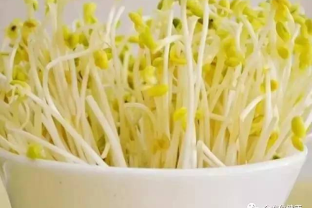 豆芽变绿了还能吃吗？专家教你辨别真假