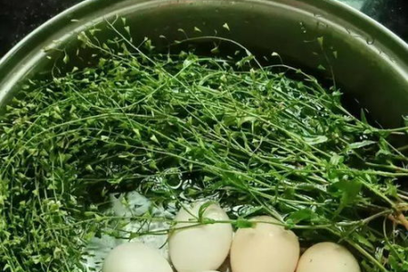 荠菜煮鸡蛋的养生功效，三月三吃才最好吗？