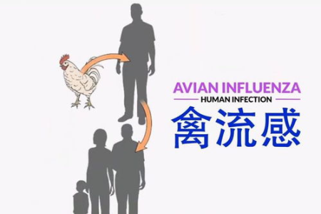 禽流感人传人？世卫组织紧急调查，中医养生有何建议？