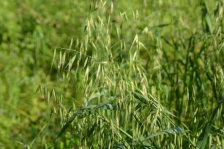 养生必备：野燕麦的功效、作用、禁忌及简单食用方法