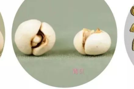 中医养生：川贝粉和川贝母粉，到底是不是同一种药？