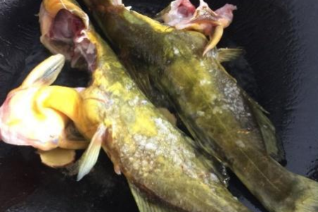 贫血老年人食疗秘方：这些食物补血效果最佳