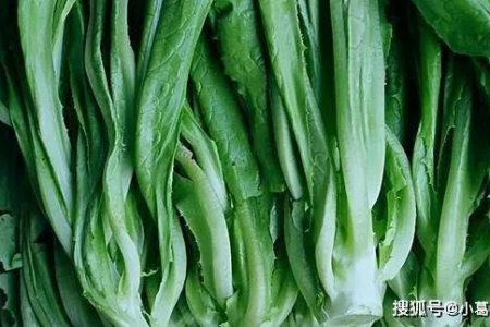 深入了解油麦菜：功效、作用、禁忌及美味食用方法