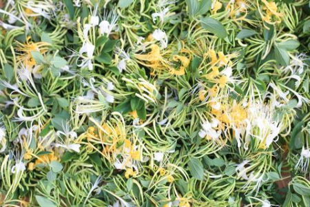 简单易懂的金银花养生指南：功效、作用、禁忌及食用方法