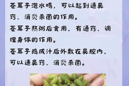 治鼻炎的偏方：中医养生苍耳子疗法效果如何？