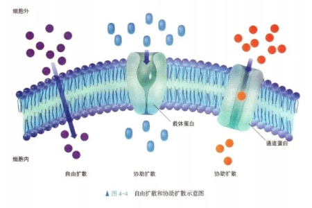 简单了解载体蛋白与通道蛋白的区别，助你养生饮食更健康！