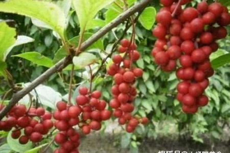 每天喝五味子泡水好不好？中医养生小知识，看完你就懂了