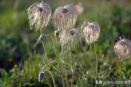 中药白头翁：详细解读其功效、作用及主要治疗疾病