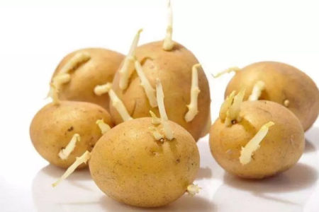 养生饮食：发芽土豆去掉芽后还能吃吗？小心龙葵素中毒！