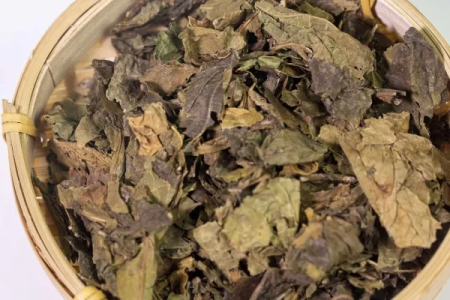 中医养生：桑叶茶的功效与作用、禁忌和使用方法指南