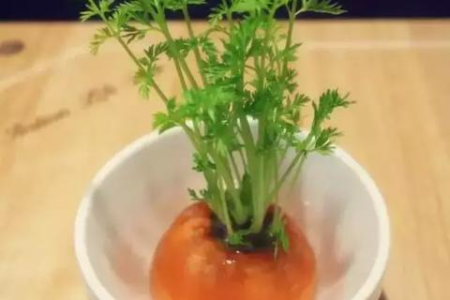养生必看：野胡萝卜缨子的神奇功效与实用价值