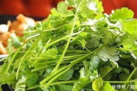 减肥新尝试：香菜枸杞生姜煮水，效果如何？