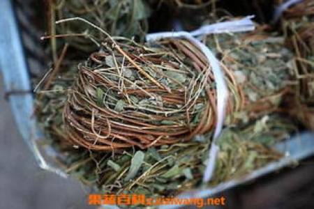 中药王不留行籽：详细功效、作用及服用禁忌