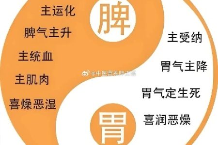 中医脾主运化包含哪些方面？改善脾胃功能的养生秘诀