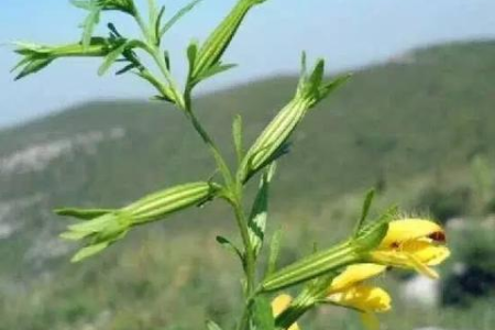 玄参的功效与作用是什么？副作用和禁忌有哪些？