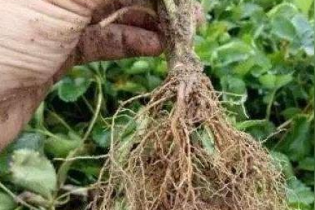 蛋白质遇双缩脲试剂变色？养生饮食小实验