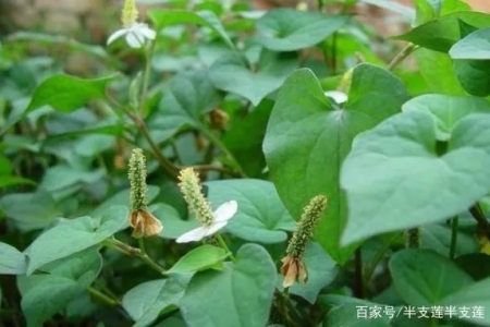 鱼腥草治疗哪些疾病？中医养生功效与作用全解