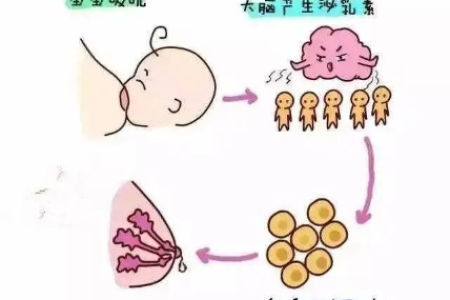 产后催乳素升高原因及影响，你需要了解这些！