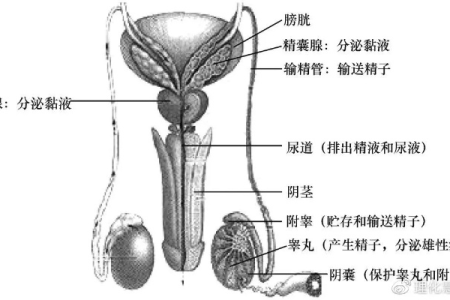 深入了解男性生殖系统：各结构位置功能图解