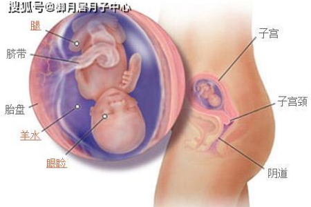 怀孕中期吃什么对胎儿最好？营养专家建议