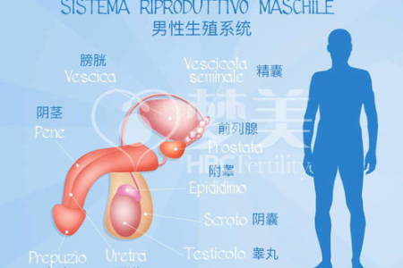 孕前检查必看：男人生殖系统炎症症状有哪些？