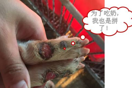 婴幼儿奶水不足如何补救？实用方法大公开