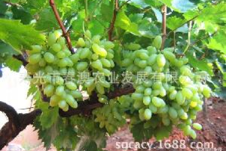 阳光玫瑰葡萄：孕妇能吃吗？如何正确食用？
