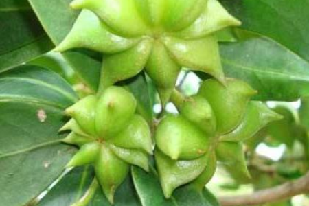 怀孕期孕妇能吃八角陈皮花椒茴香吗？