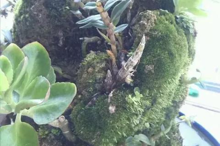 孕妇清热解毒食谱推荐：简单易做又营养