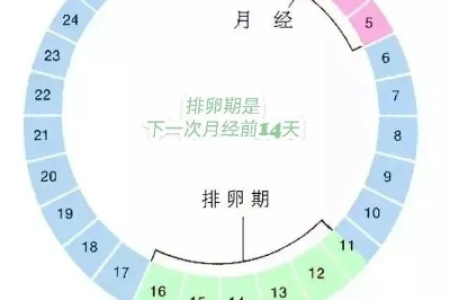 孕前准备：月经周期33天，我的排卵期到底是什么时候？