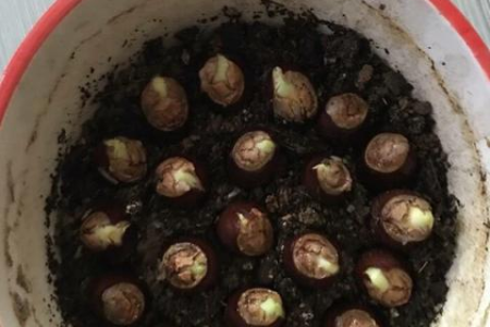 孕妇吃荔枝的注意事项有哪些？对宝宝有影响吗？