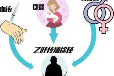 孕前检查乙肝五项和肝功能，两者有什么不同？