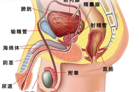备孕指南：男性生殖系统结构及健康小贴士