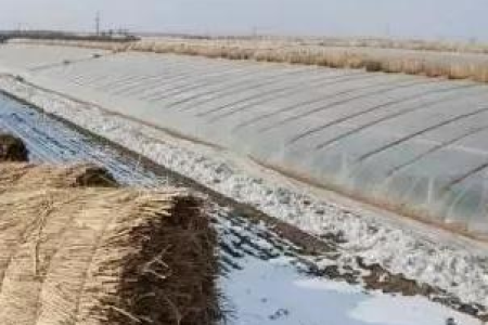 冬季养生吃什么蔬菜？大雪节气必备9种蔬菜！