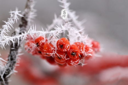 霜降吃什么最养生？老传统告诉你霜降时节应该吃什么