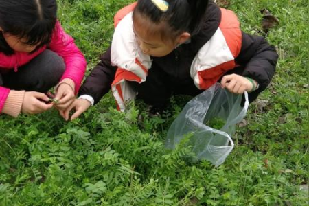 春天野菜季到啦！教你识别和烹饪几种春季好吃的野菜