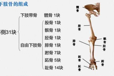 春季养骨正当时：抓住黄金期，远离骨骼疾病！
