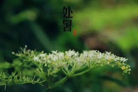 处暑养生秘诀：饮食4忌+传统习俗，轻松平安度过处暑