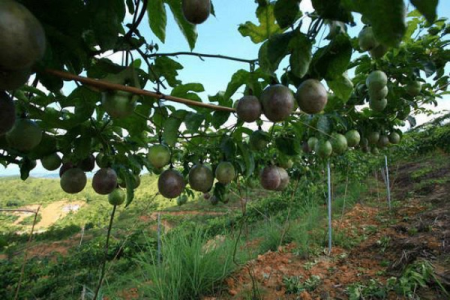 百香果秋季种植后能收获吗？秋季收获的百香果味道怎么样？